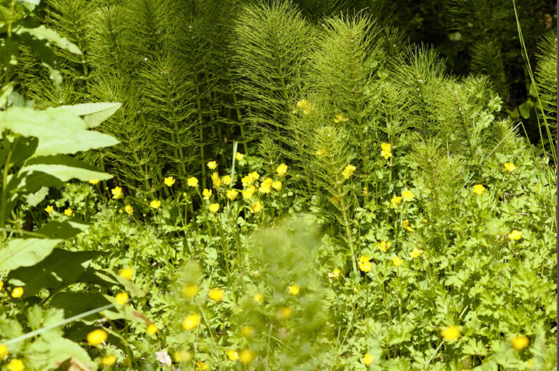 Bainbridge Island Discovery Tour - How This Tour Compares to Similar Options