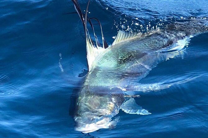 Baja Fishing Dream Roosterfish Dorado Marlin Yellowtail Tuna - The Role of Marine Life and Sea Safari Tours