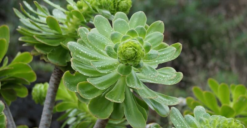 Balades Découverte Anaga & La Laguna - Starting at Playa de las Américas and Exploring Tenerife’s Panoramas