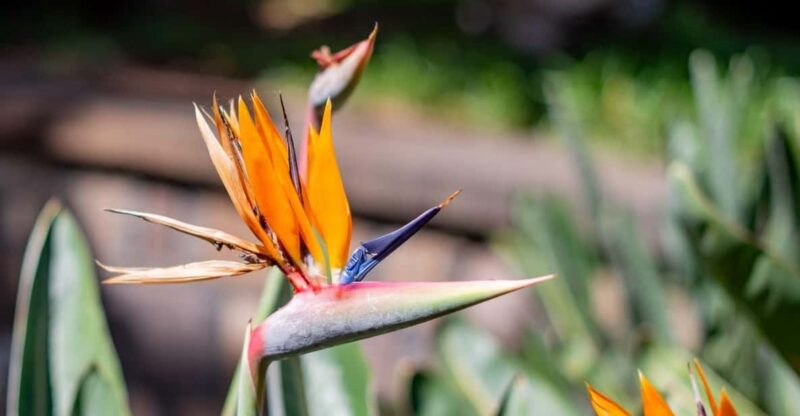Balades Découverte Teide - La Orotava - Icod de los Vinos - Key Points