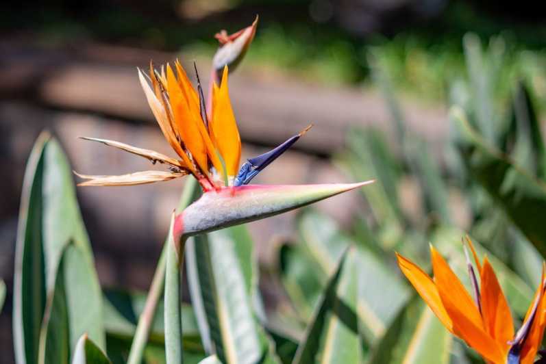 Balades Découverte Teide - La Orotava - Icod de los Vinos - Exploring Tenerife’s Volcanic Heart at Teide National Park