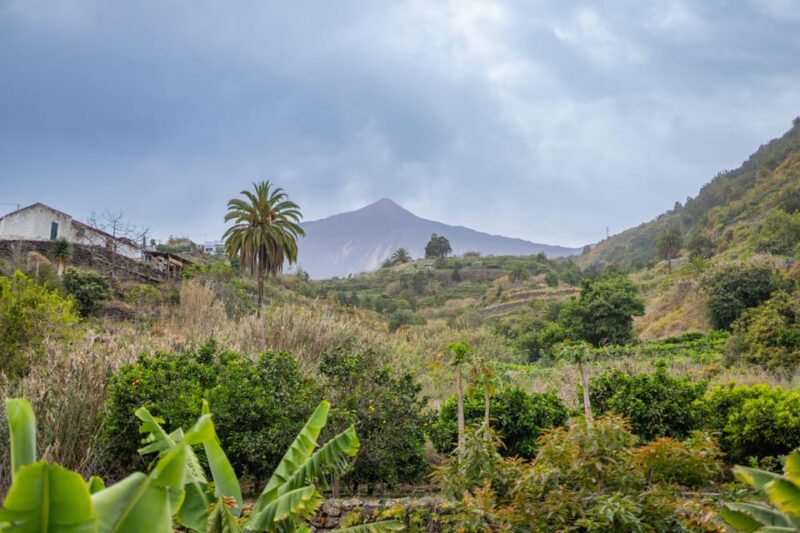 Balades Découverte Teide - La Orotava - Icod de los Vinos - Visiting Icod de los Vinos and the Ancient Dragon Tree