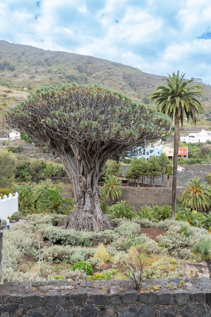 Balades Découverte Teide - La Orotava - Icod de los Vinos - Frequently Asked Questions