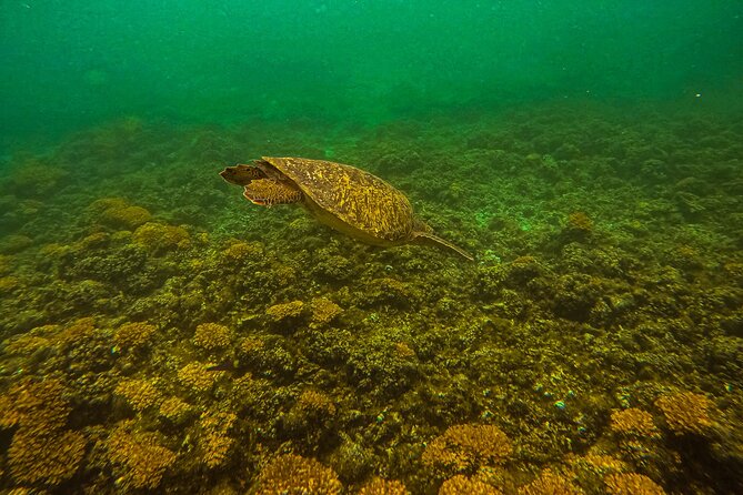 Balandra Beach Escape Snorkel & Wildlife Roundtrip Pichilingue - Practical Details: Food, Equipment, and Flexibility