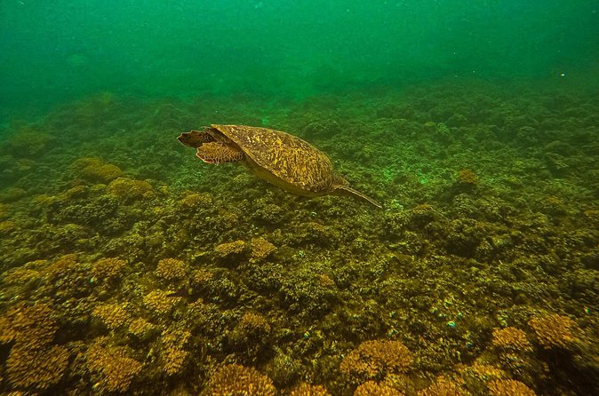 Balandra Beach Escape Snorkel & Wildlife Roundtrip Pichilingue - Comparing the Tour to Other La Paz Eco-Activities