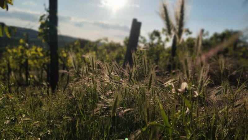 Balaton: All-Weather Private Stargazing & Planetarium Tour - The Inflatable Dome Planetarium Show
