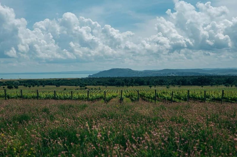 Balatonfüred: Zelna Wine Bistro Tasting Experience - The Guided Tasting Experience with Zelna Staff