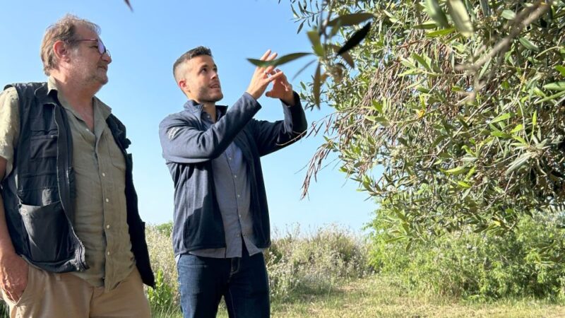 Balestrate: Olive Grove Tour with Wines & Olive Oil Tasting - Key Points