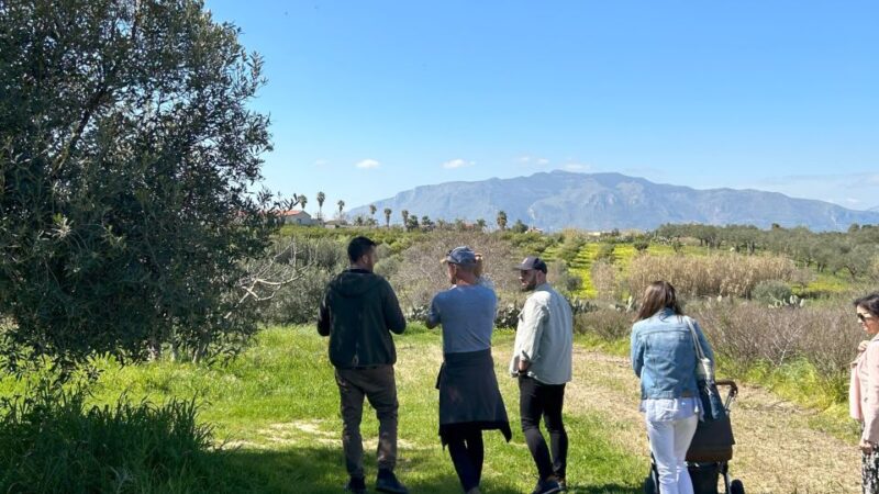 Balestrate: Olive Grove Tour with Wines & Olive Oil Tasting - Discovering the Sicilian Countryside in Balestrate