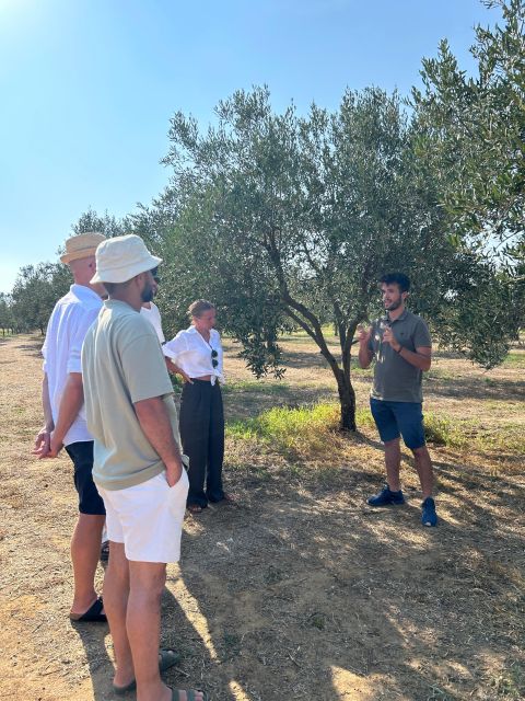 Balestrate: Olive Grove Tour with Wines & Olive Oil Tasting - Logistics and Meeting Arrangements