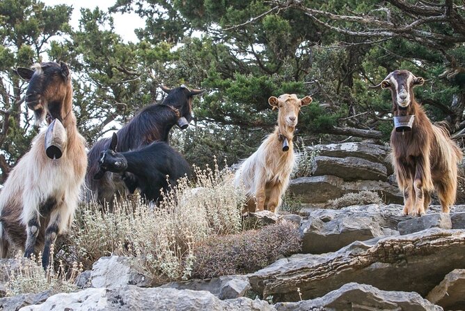 Balos & Falassarna Beach - Jeep Tour with Loungers and Lunch - Expert Guides and Personal Service