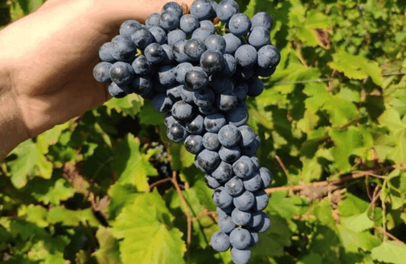 Balsamic Vinegar Tasting & Barrel Tour near Parma & Reggio - Who Will Appreciate This Tour Most