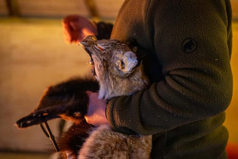 Balsfjord: Reindeer Sledding, Feeding & Sámi Culture - Return Journey and Practical Details