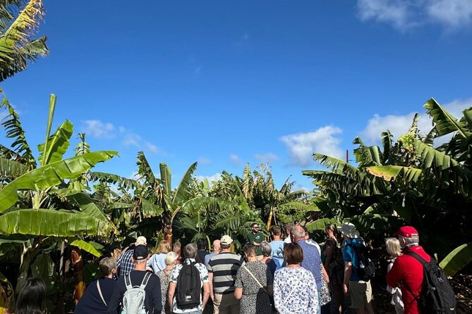 Banana Museum, Rum Distillery & Winery with Tasting: Premium tour - Lunch Break in Agaete: Free Time and Local Delights