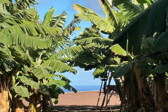 Banana Museum, Rum Distillery & Winery with Tasting: Premium tour - Considerations and Limitations