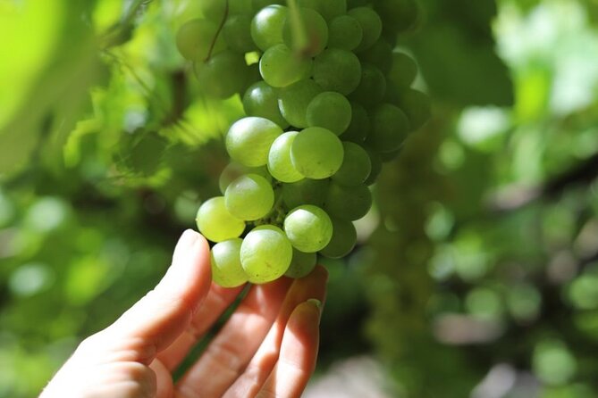 Banana Museum, Rum Distillery & Winery with Tasting: Premium tour - Final Thoughts: A Flavour-Focused Day in Gran Canaria