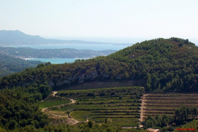 Bandol Wine Tour - 4 hour Private tour - Quality of Wine Tastings and Expert Guidance