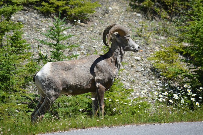 Banff: 4-Hour Evening Wildlife Viewing & Sunset Experience - Scenic Wildlife Spots: Lake Minnewanka and Two Jack Lake