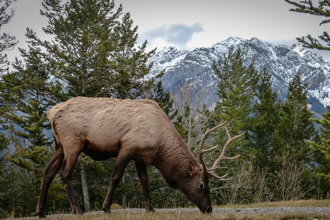 Banff: 4-Hour Evening Wildlife Viewing & Sunset Experience - Iconic Views at Surprise Corner Overlooking Banff Springs Hotel