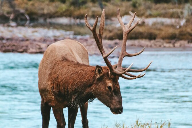 Banff: 4-Hour Evening Wildlife Viewing & Sunset Experience - Hoodoos Viewpoint and Unique Rock Formations