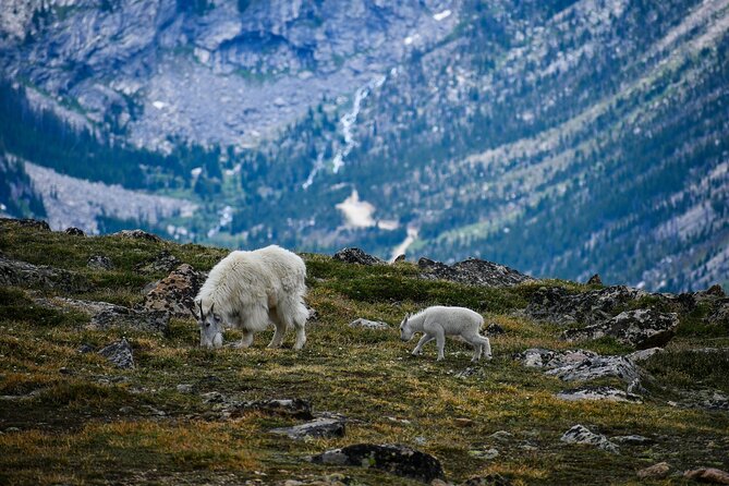 Banff: 4-Hour Evening Wildlife Viewing & Sunset Experience - Comfortable Transport and Accessibility Benefits