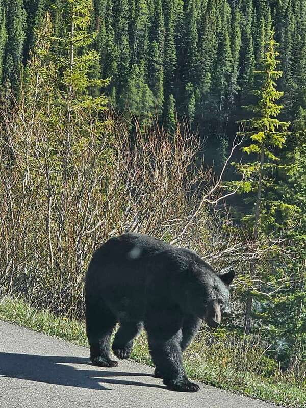 Banff and Yoho Winter Wonderland Private Tour - Customized Itinerary for Winter Sightseeing