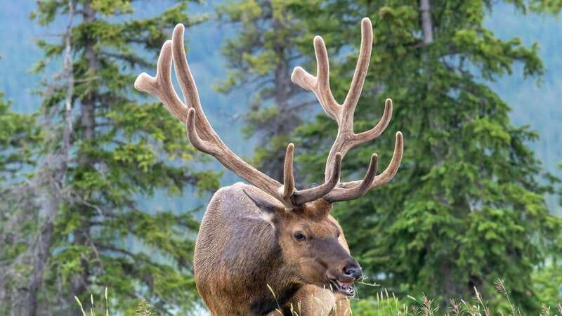 Banff/Canmore- Moraine Lake & Louise-Morning or Sunset Tour - The Comfort and Convenience of Modern Transportation