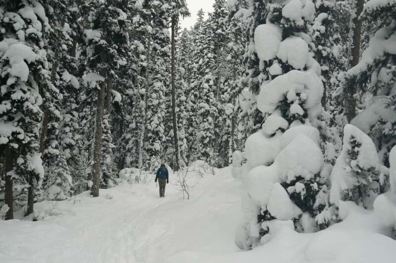 Banff Canmore: Wildlife Focused Guided Snowshoeing Adventure - Key Points