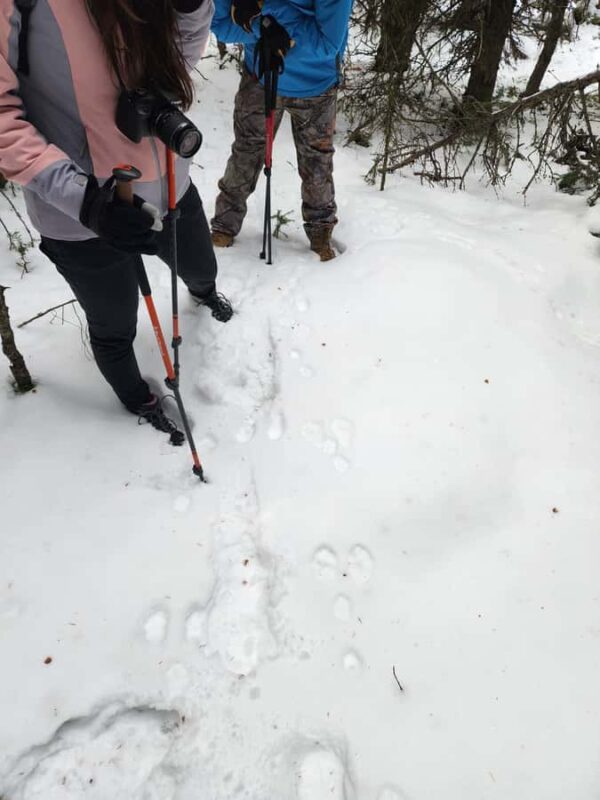 Banff Canmore: Wildlife Focused Guided Snowshoeing Adventure - Snowshoeing Through the Winter Forest Wonderland