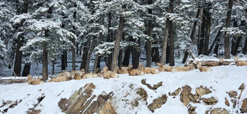 Banff: Chickadee Valley Snowshoe & Marble Canyon Walk - Walking Along Marble Canyon’s Icy Gorge
