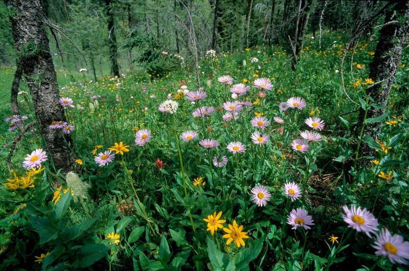 Banff: Edible and Medicinal Plants Nature Walk - Photo Opportunities of Banff’s Scenic Landscape