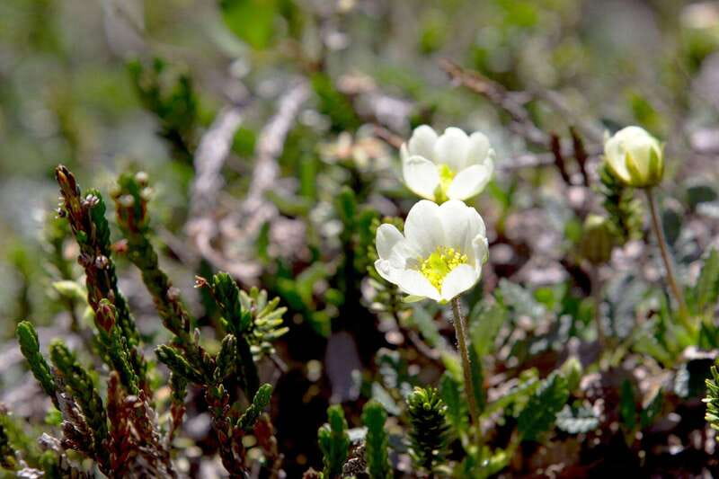 Banff: Edible and Medicinal Plants Nature Walk - Why This Tour Stands Out in Banff