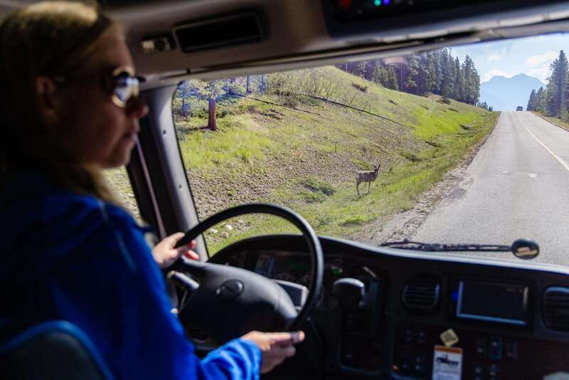 Banff: Evening Wildlife Safari Guided Tour - Key Points