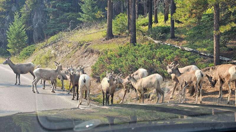 Banff: Evening Wildlife Safari Guided Tour - The Role of the Guide and Their Expertise