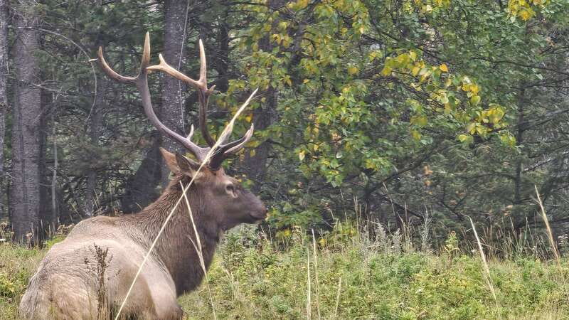 Banff: Evening Wildlife Safari Guided Tour - Practical Tips for the Safari