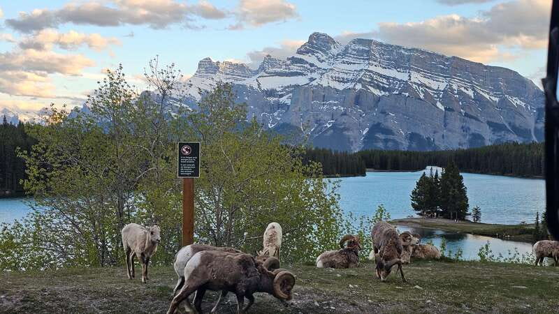 Banff: Evening Wildlife Safari Guided Tour - Comparing This Tour to Other Wildlife Experiences