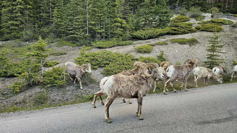 Banff: Evening Wildlife Safari Guided Tour - Final Thoughts on the Banff Evening Wildlife Safari