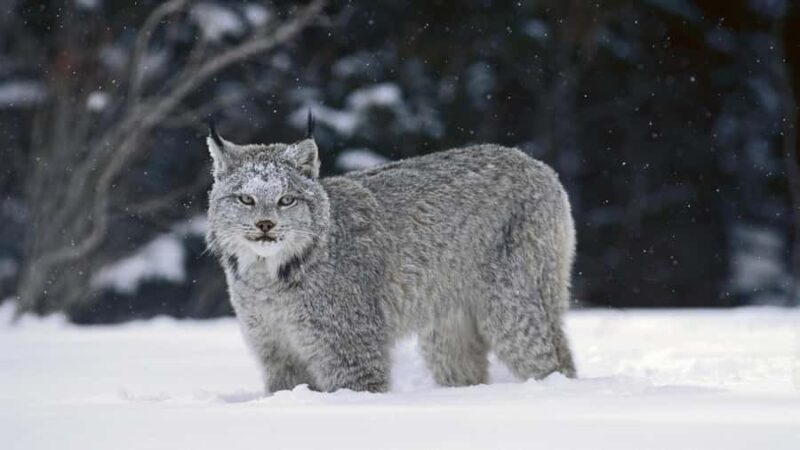 Banff: Explore Winter Nature Walk - Ice Cleats Included 2H - What to Bring and Wear for the Tour