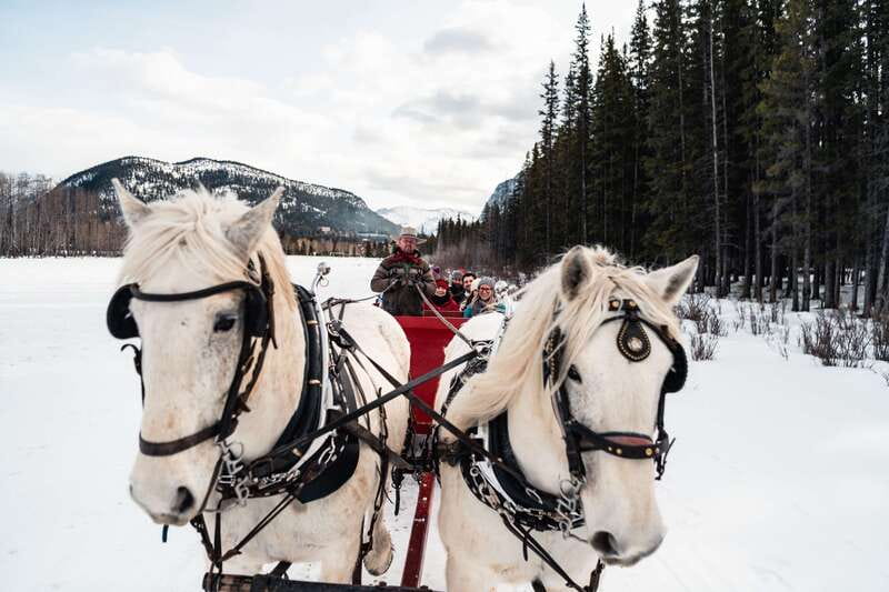 Banff: Family Friendly Horse-Drawn Sleigh Ride - Scenic Meadows, Mountain Peaks, and Wildlife Encounters