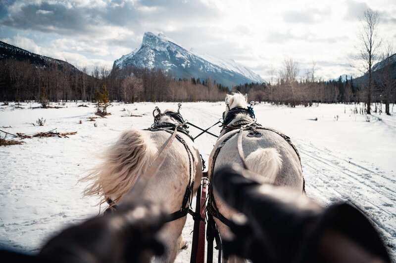 Banff: Family Friendly Horse-Drawn Sleigh Ride - Limitations and Considerations
