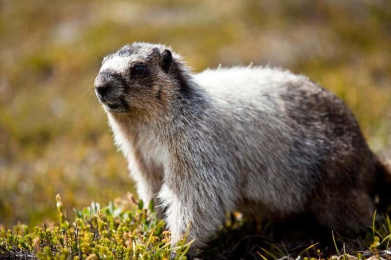 Banff: Full Day Guided Sightseeing, Lakes and Nature Tour - Evening Campfire in a Secluded Spot