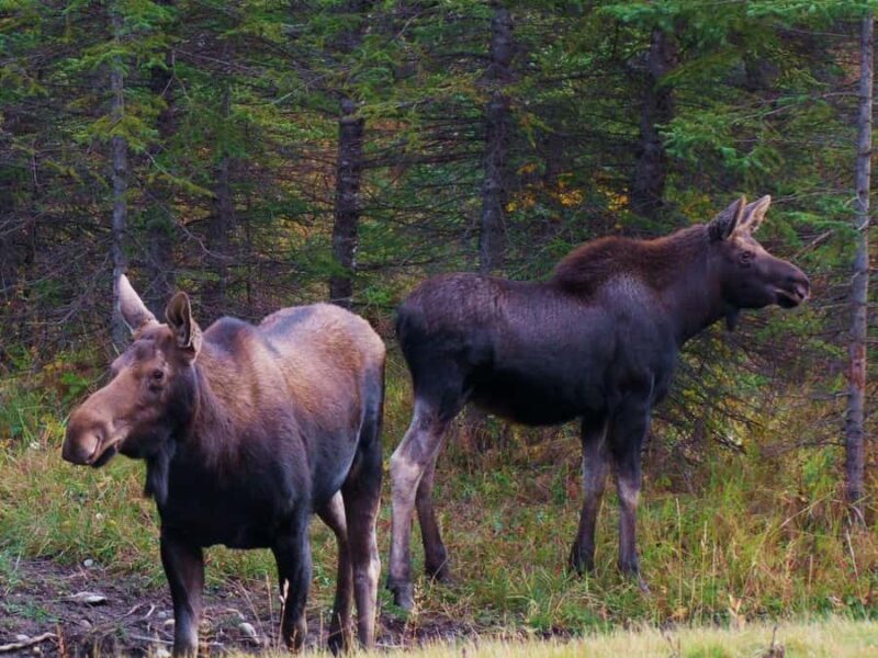 Banff: Full Day Guided Sightseeing, Lakes and Nature Tour - Practical Details and Booking Flexibility