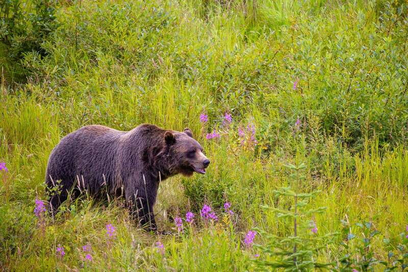 Banff: Grizzly Bear Refuge Tour with Lunch - Waterfalls and Lakes: Takakkaw Falls and Emerald Lake