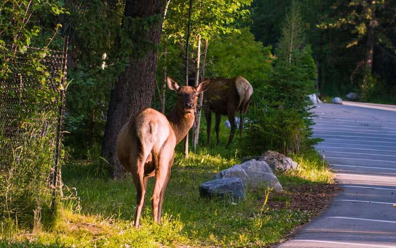 Banff: Guided Day Trip with Hotel Pickup and Drop-off - Johnston Canyon and Other Natural Wonders
