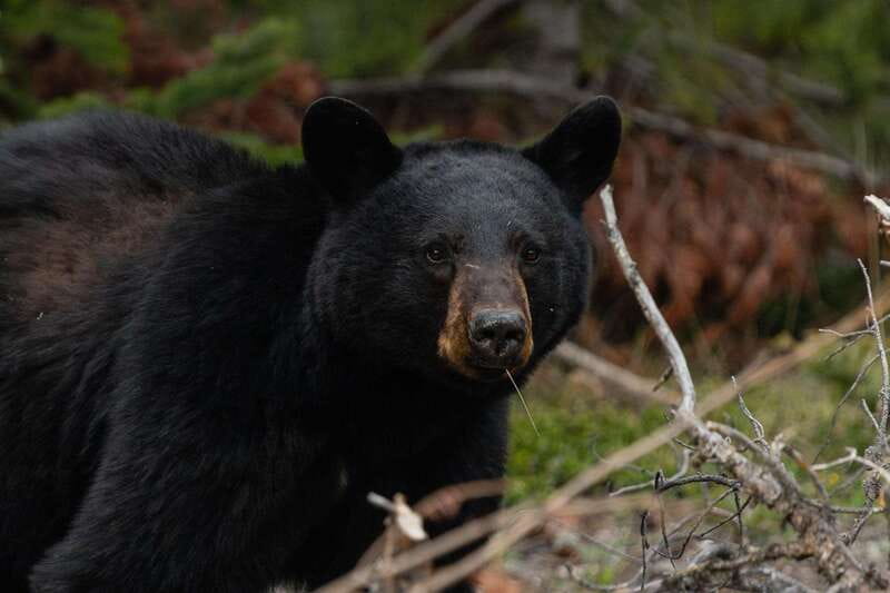 Banff: Guided Nature Walk with Bear Country Safety Tips - Wildlife Encounters and Trail Highlights