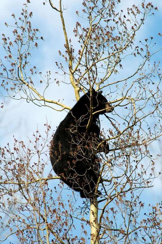 Banff: Guided Nature Walk with Bear Country Safety Tips - Safety Tips and Practical Advice for Participants
