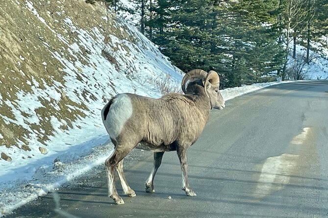 Banff Highlights: Moraine Lake, Lake Louise and beyond - Hoodoos Trail and Unique Geology