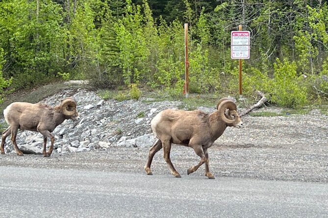 Banff Icefield Parkway Private Full Day Tour - Waterfowl Lakes: A Scenic Rest Spot