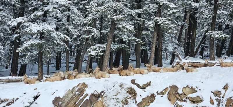 Banff: Johnston Canyon, Marble Canyon, & Lake Louise Tour - Limitations and Considerations