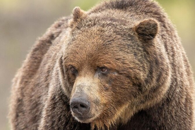 Banff: Lake Louise and Moraine Lake Tour with Pickup & Drop - Customer Satisfaction and Positive Feedback